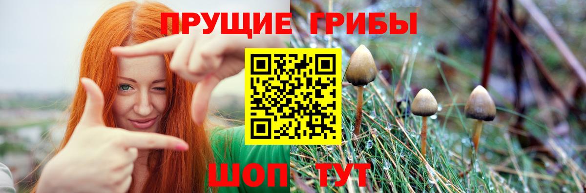 Псилоцибиновые грибы Psilocybine cubensis Красный Сулин
